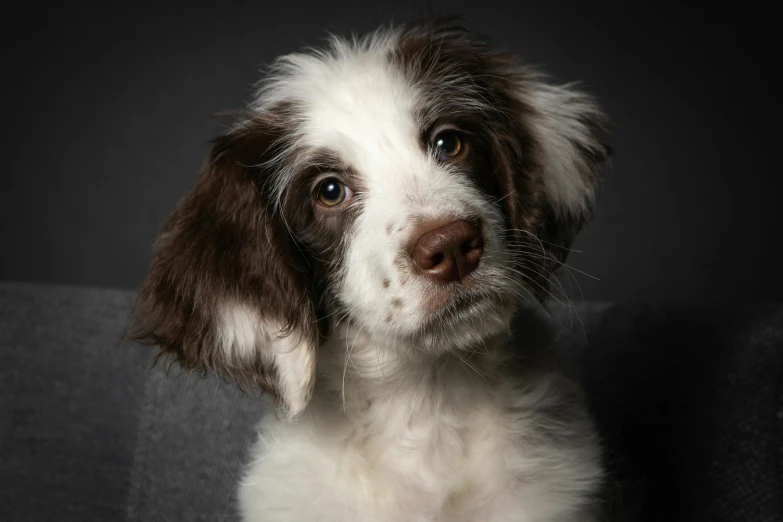 a puppy is sitting in the middle of a chair