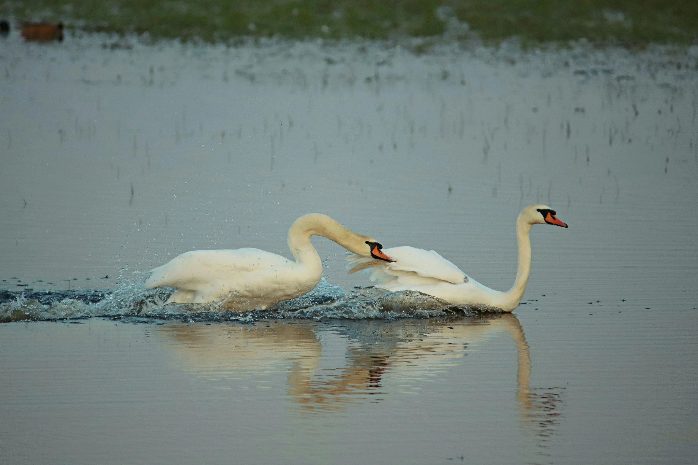 two white birds in the water near one another