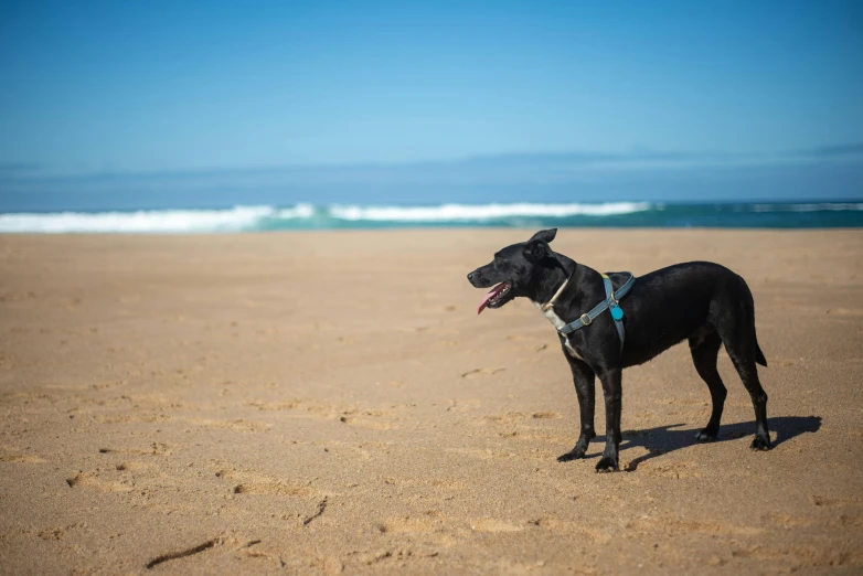 a black dog on a beach with a sky background