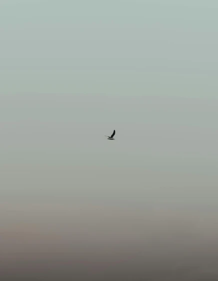 there is a bird that is flying across the sky