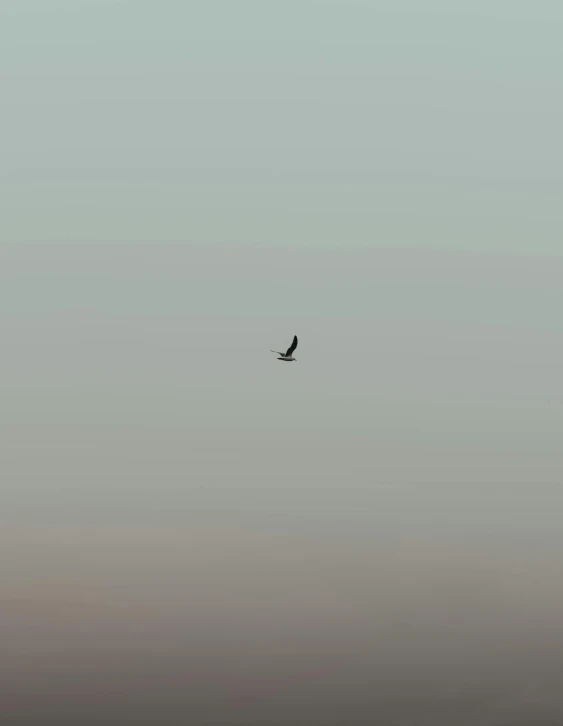 there is a bird that is flying across the sky