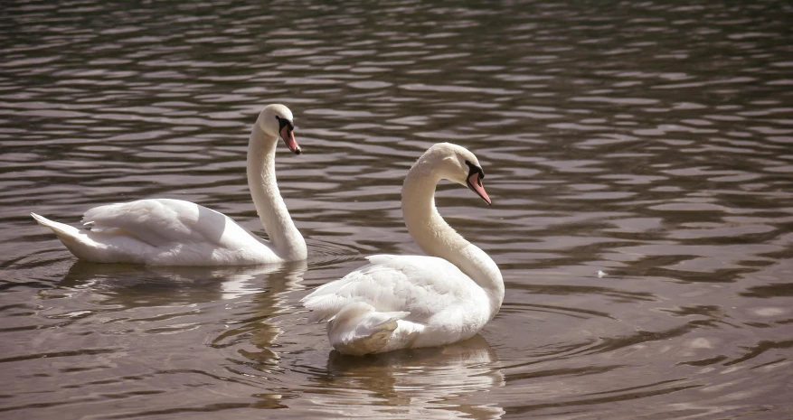 two white swans swim through the water together