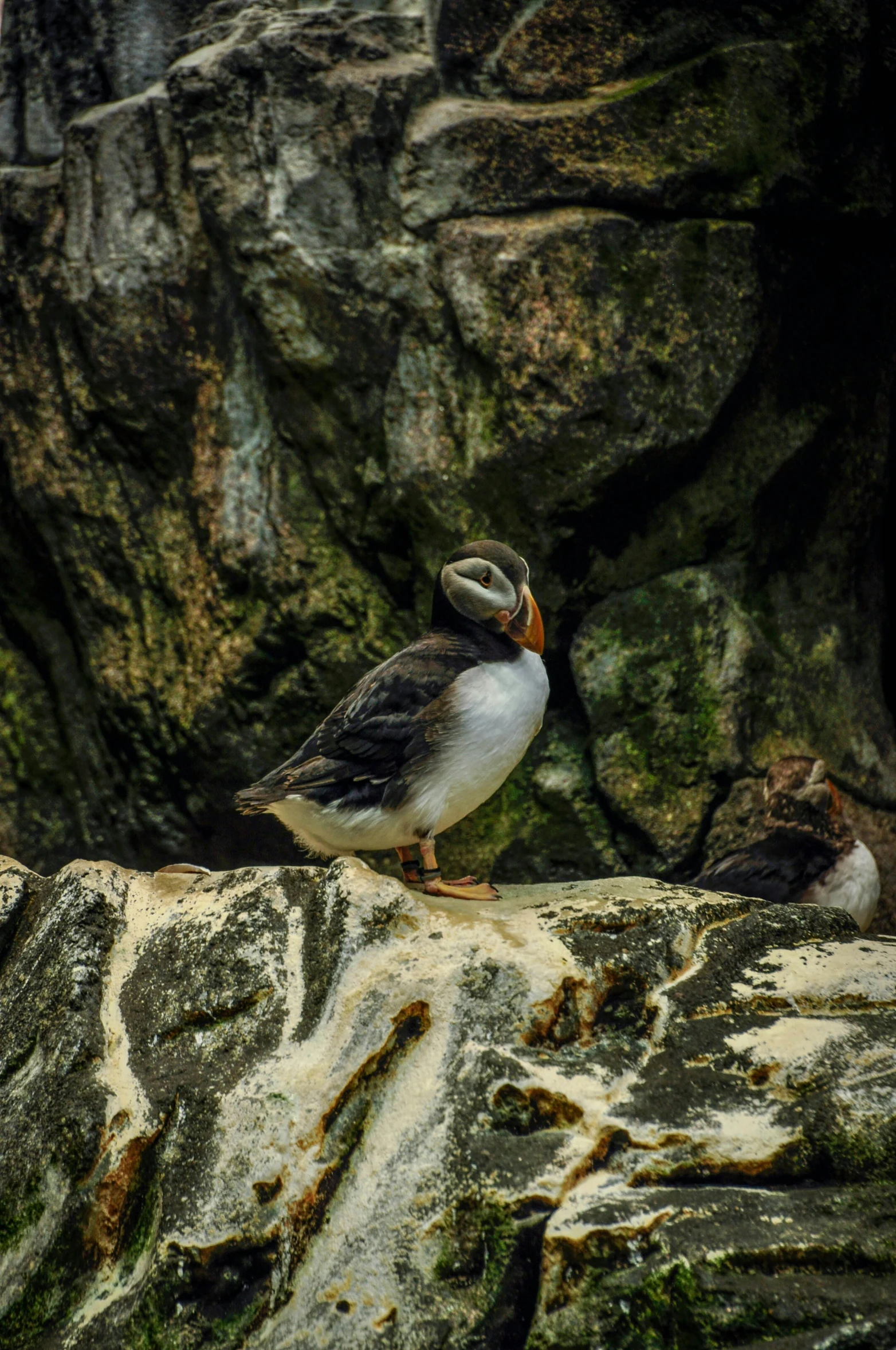 a bird sitting on some rocks by some water