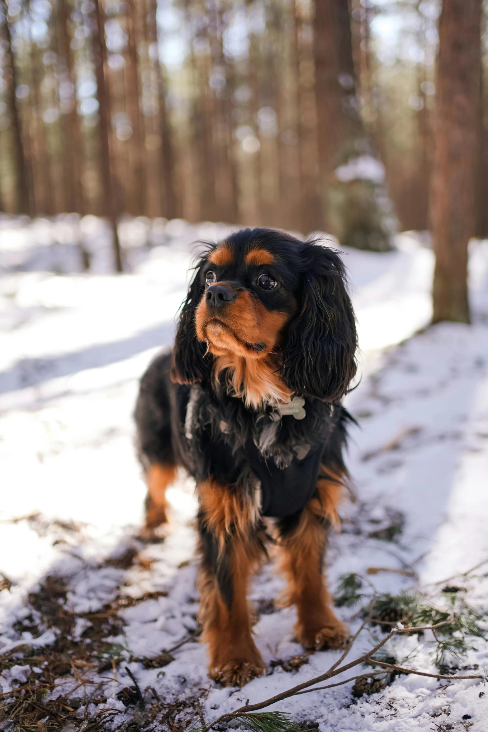 a close up of a small dog in the snow