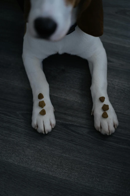 a dog with paw holes in the middle of his paws