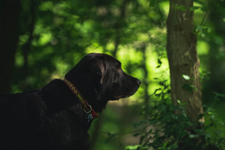 the black dog is standing next to a tree