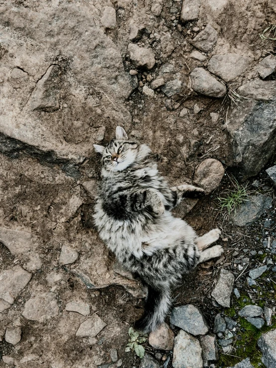 a cat is sleeping in the  on the road