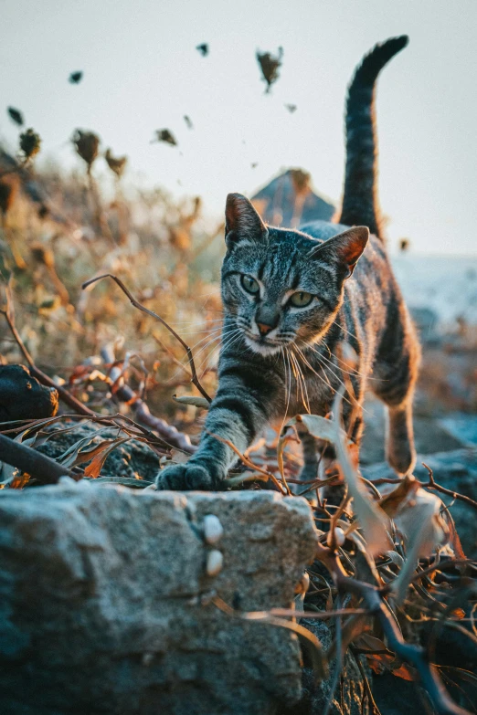 cat walking on rocks in open field next to shrubbery