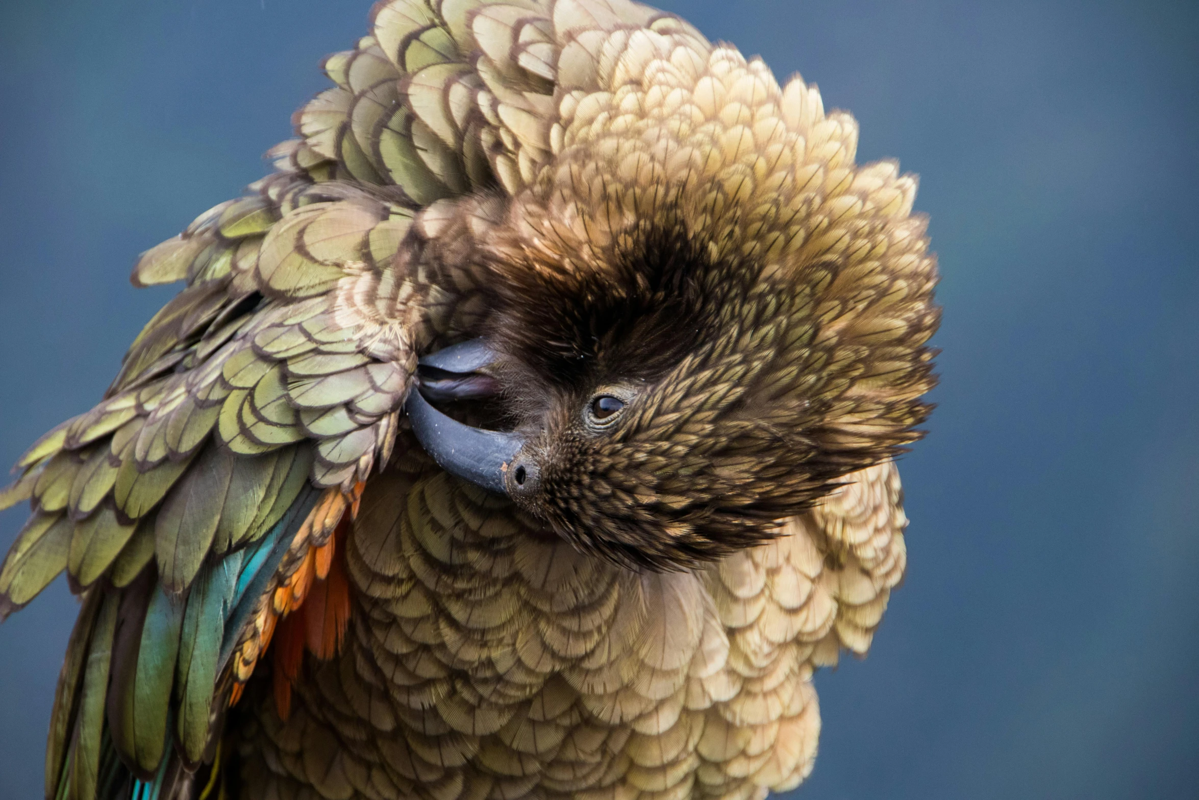 a multi colored bird with white feathers is on its back