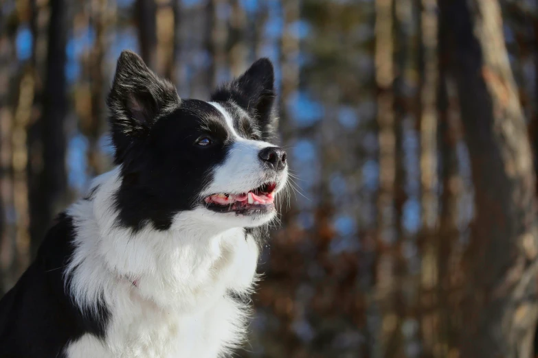 a dog looks away while sitting outside in the forest