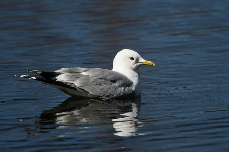 a seagull swimming in the water near a shore