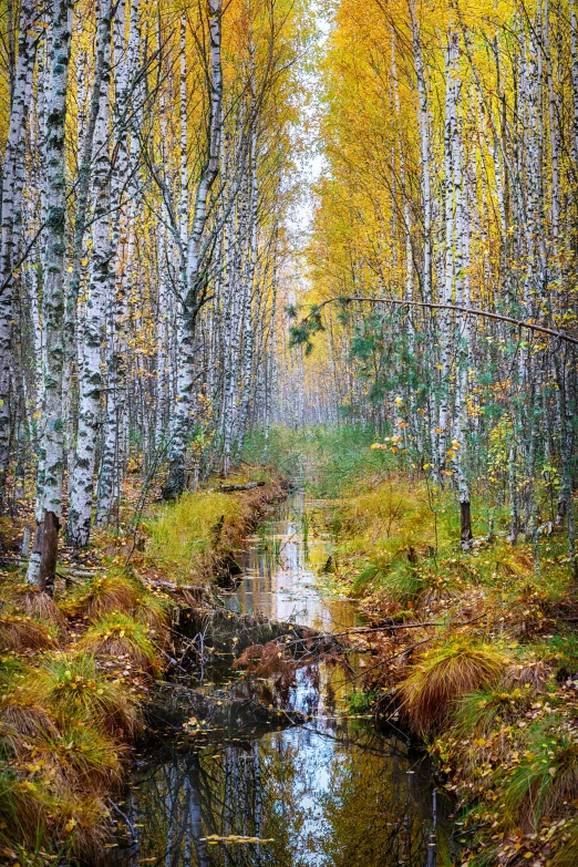 the woods are very colorful in fall