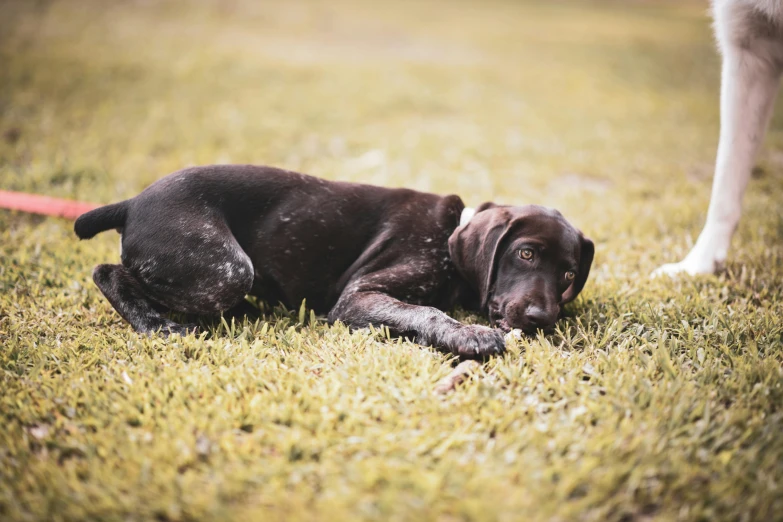 a black dog laying on top of green grass next to a white horse