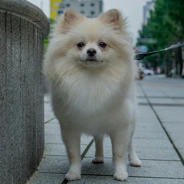 a white and brown dog standing on the side walk next to a stone pillar