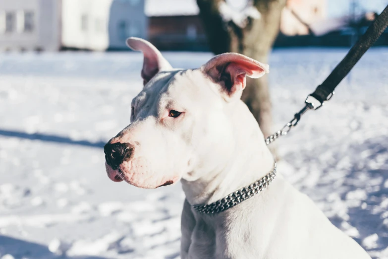 a dog with a leash standing on snow covered ground