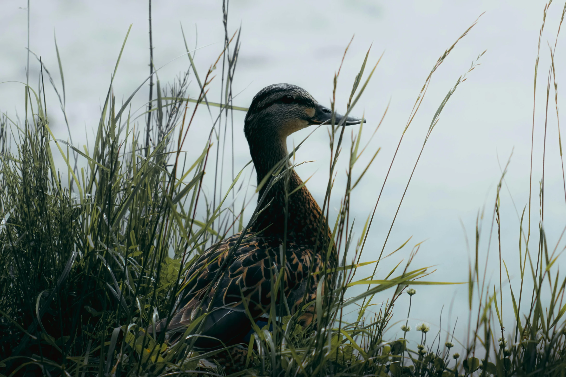 there is a duck that is sitting in the tall grass