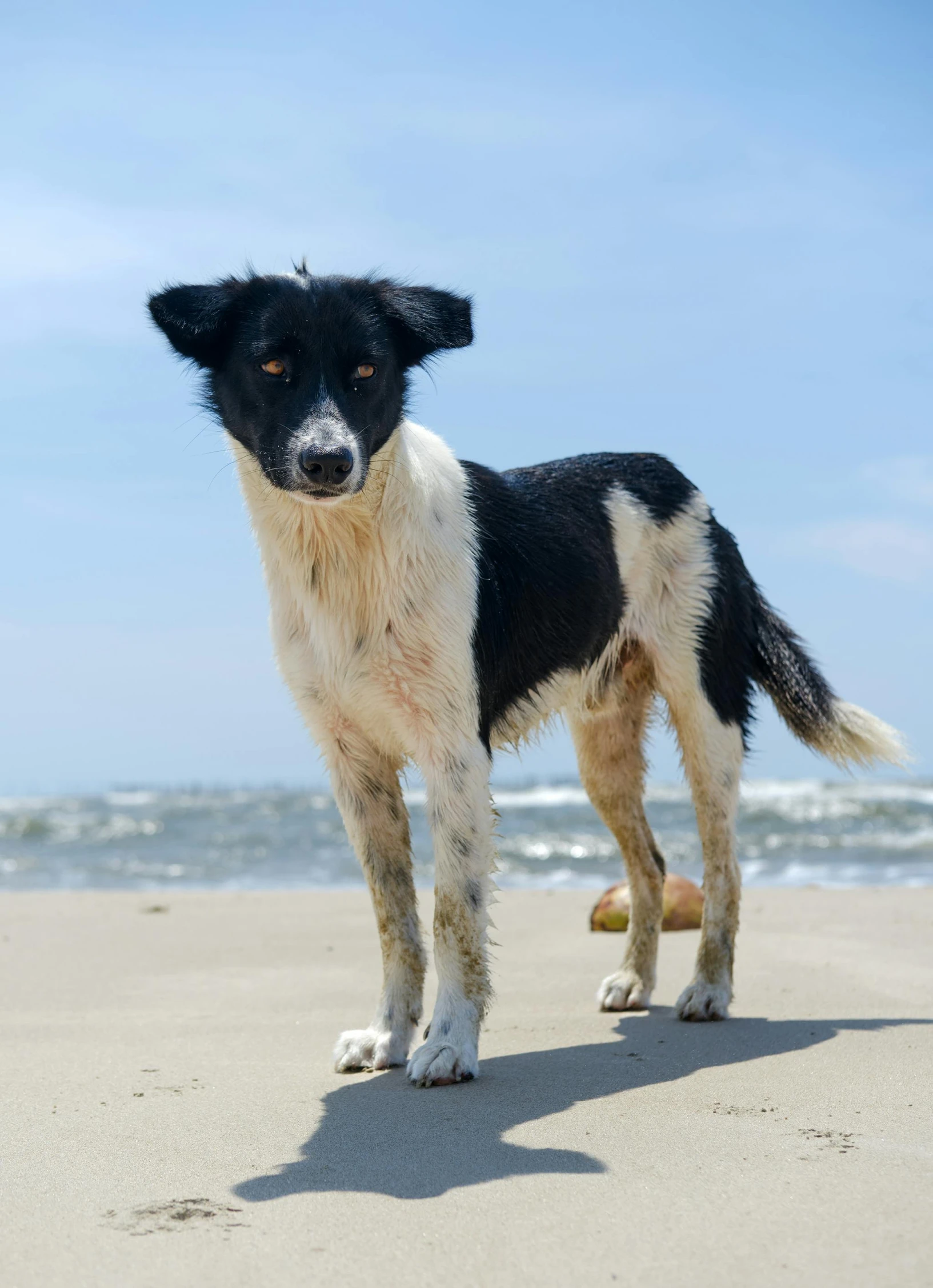 a dog stands on the beach, with its head tilted in a slightly downward position