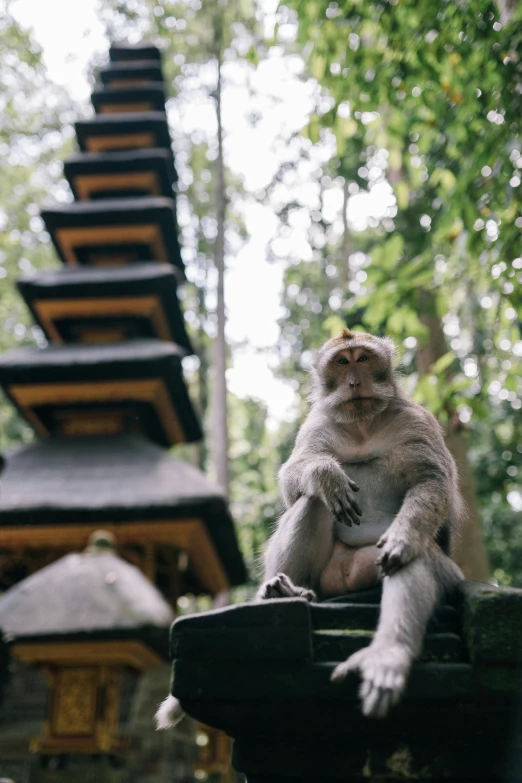 a monkey sitting on top of a black box next to a forest