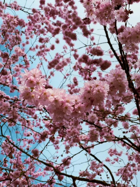 pink blossoms on a tree in the sky