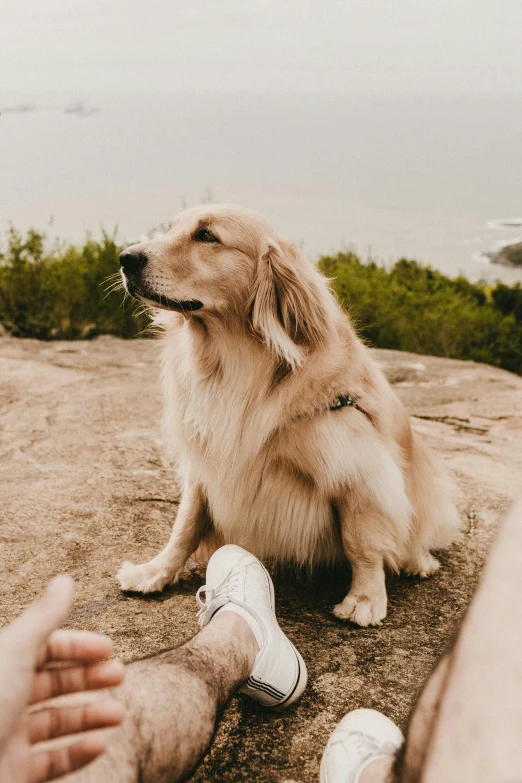 a man sitting next to a brown dog