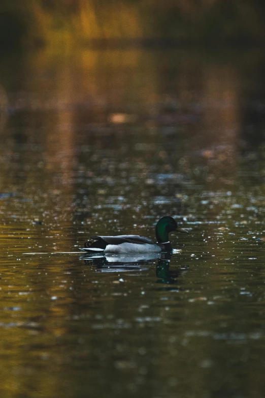 a duck swims in the calm water