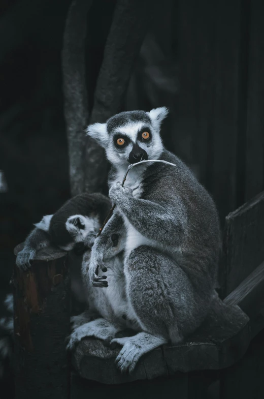 two leras are sitting on a wooden seat