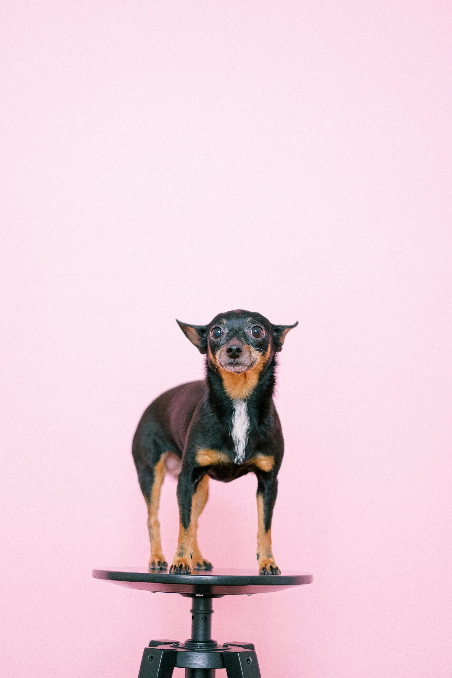 a small dog standing on top of a stand in front of a pink wall