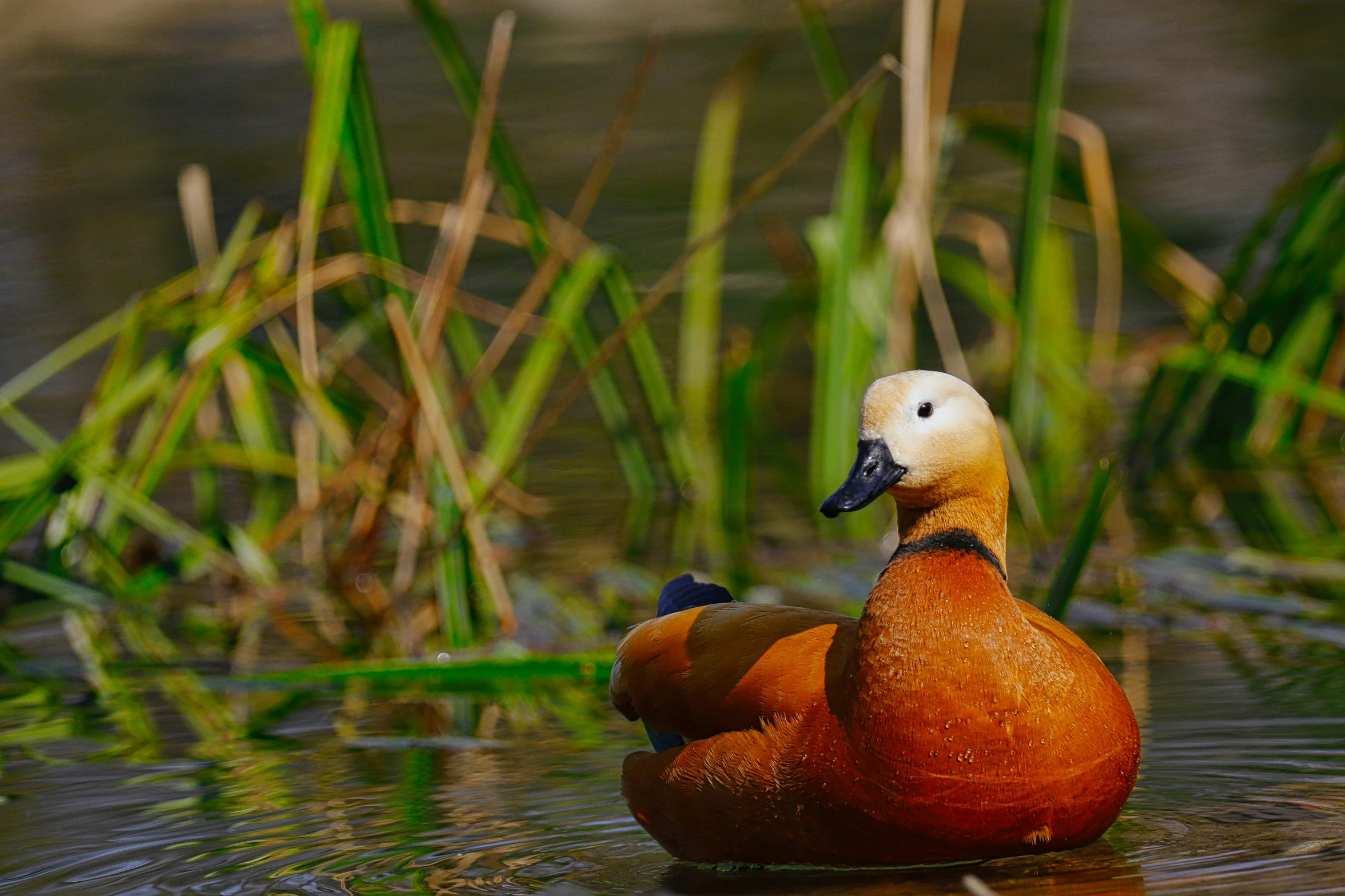 a bird sitting in the water and looking away