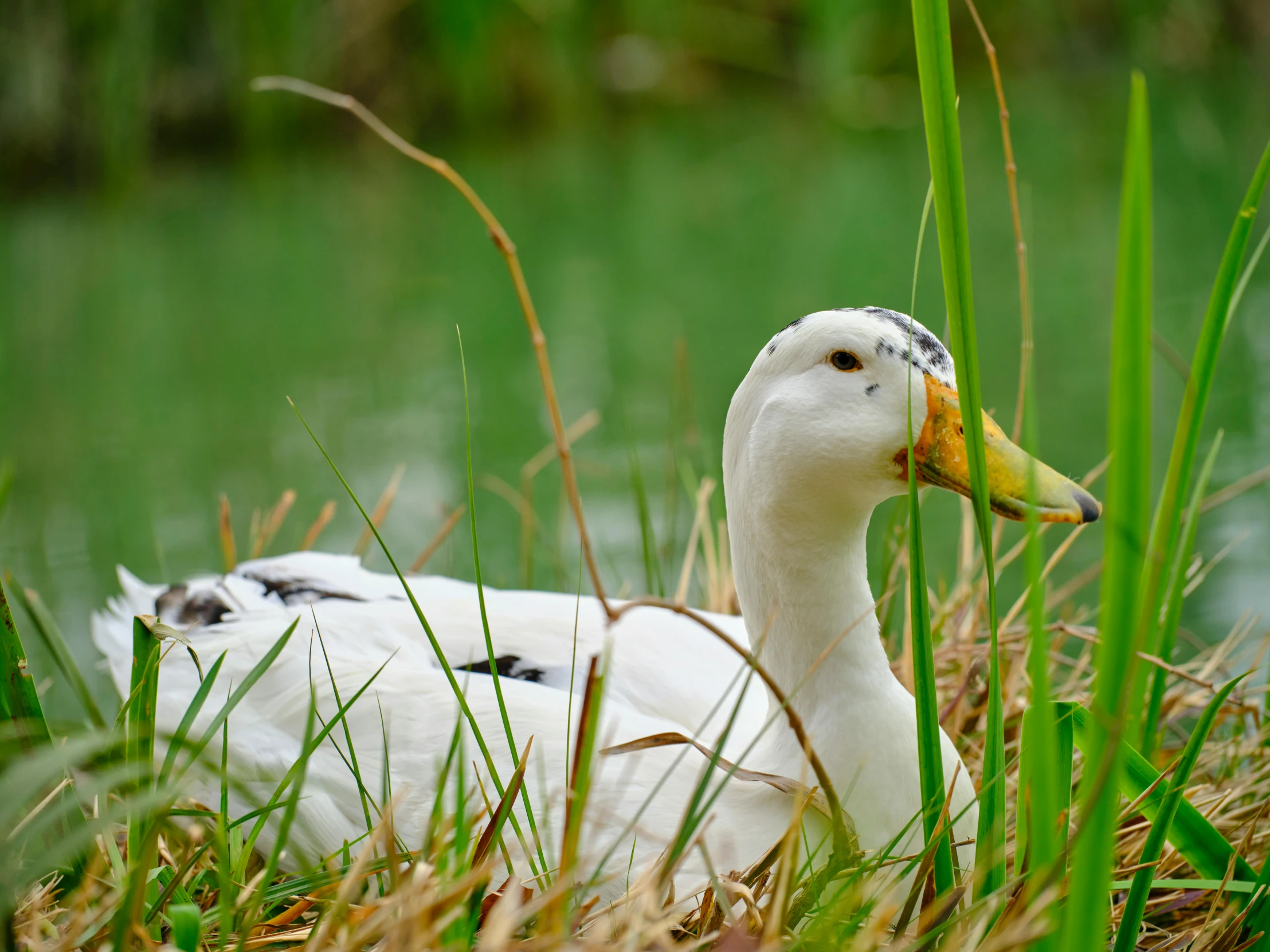 a duck sitting on top of grass near the water