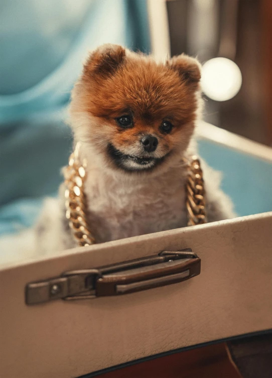 the little pomeranian dog is wearing a gold chain necklace