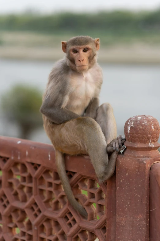 a monkey sits on a fence, looking on