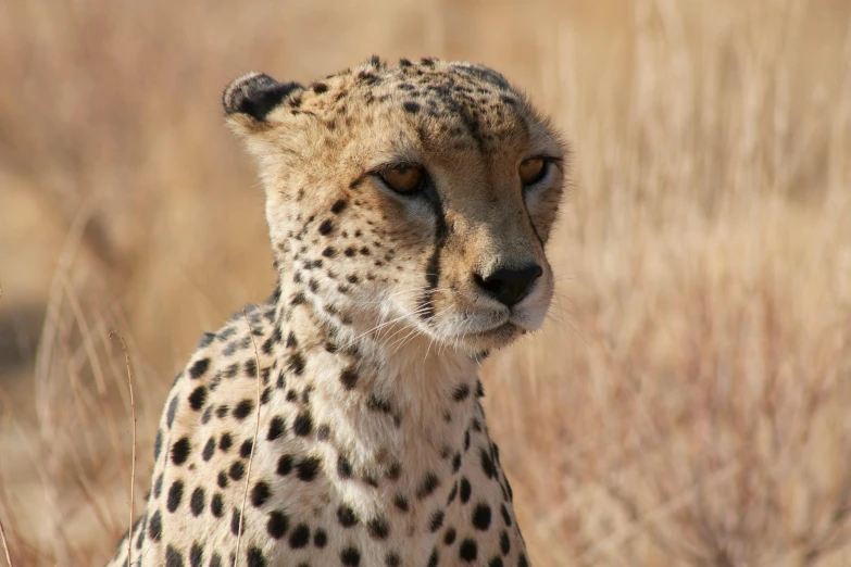 an image of a cheetah looking around in the wilderness