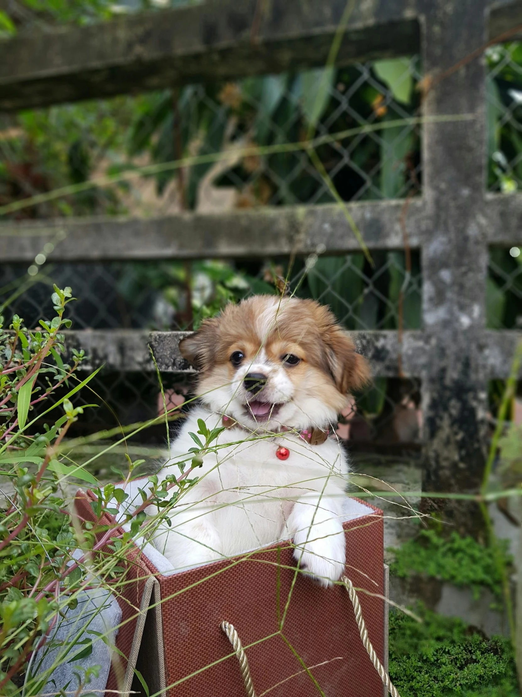 a dog that is laying on some grass