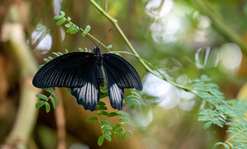 an image of a erfly on a tree nch