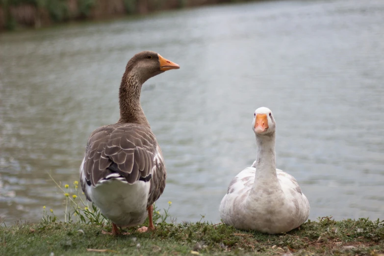 the two birds stand by the water beside each other