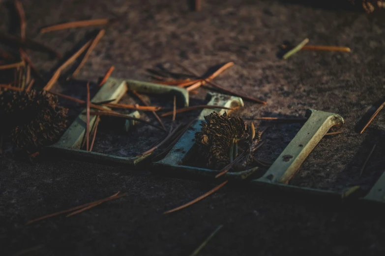 a small group of objects sitting in dirt