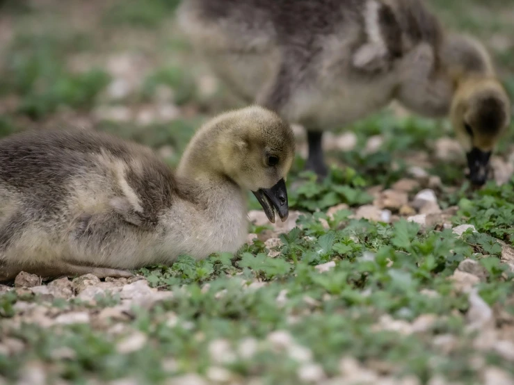 two baby geese in the grass on rocks