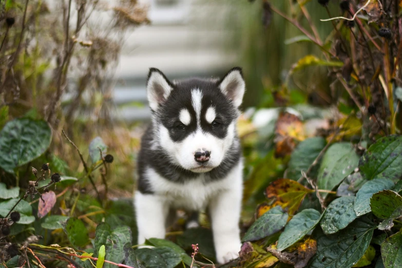 a black and white husky puppy standing between shrubbery