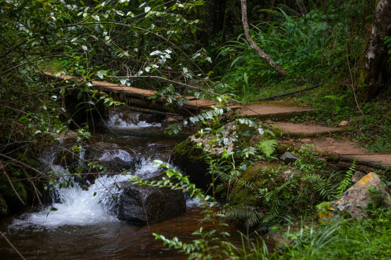 a stream flows through a forest with stairs