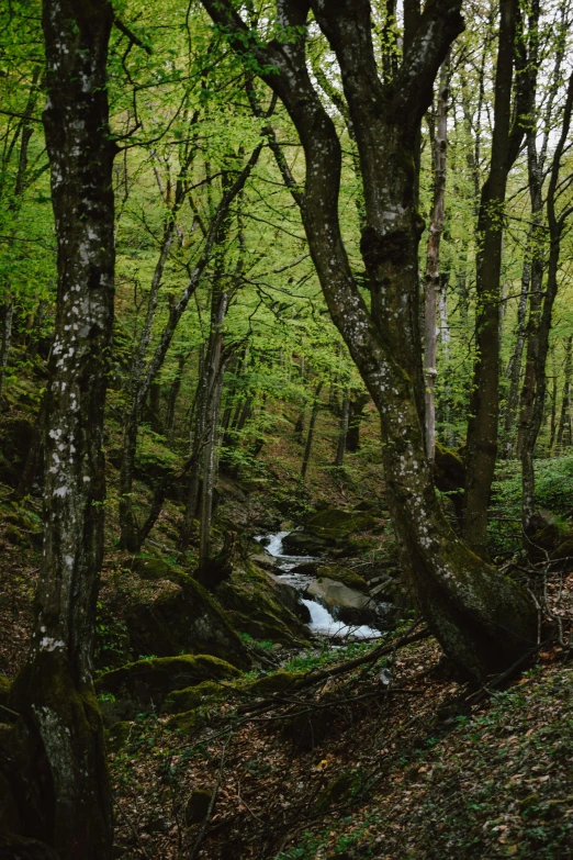 the trees are all green and very thick