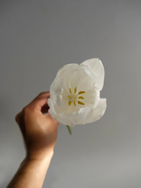 a hand holds a single white flower against a gray background