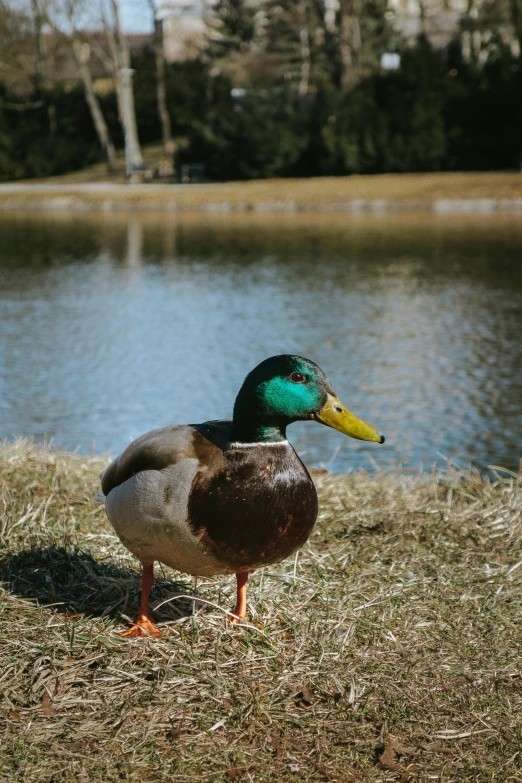 a duck standing by a body of water
