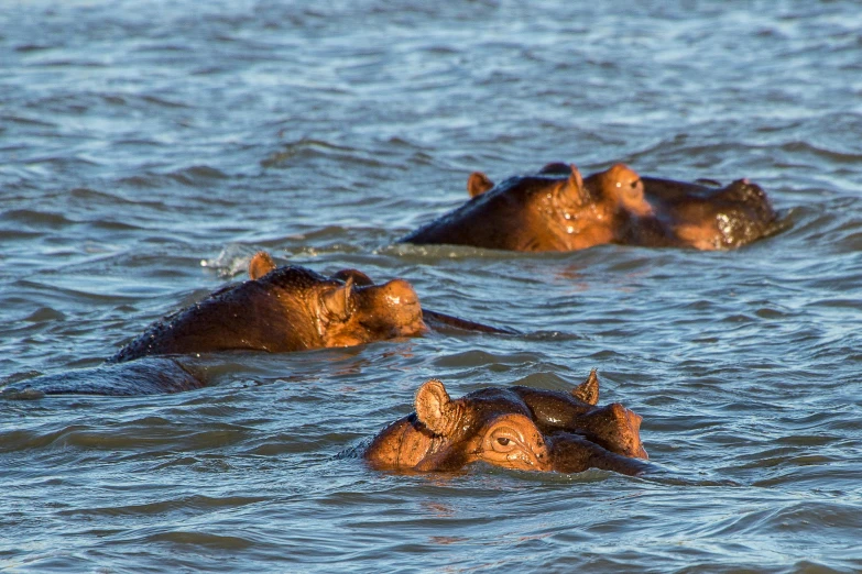 three hippos float in the water near each other