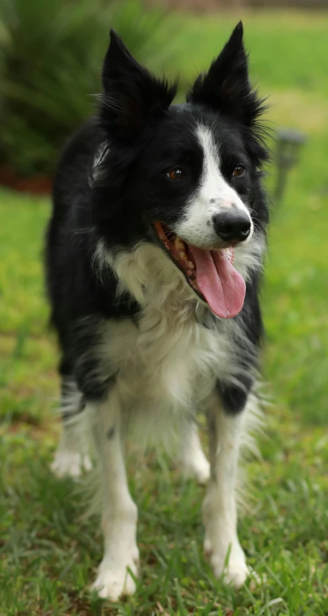 a black and white dog stands in the grass