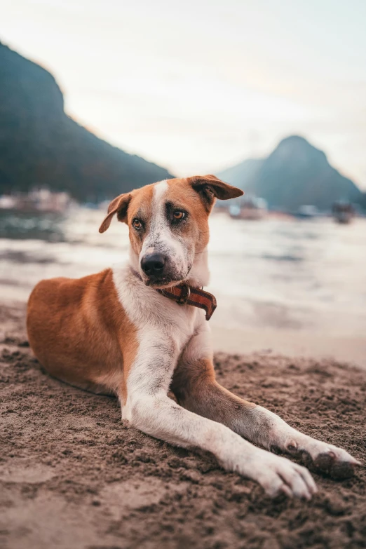 a brown and white dog on a sandy beach