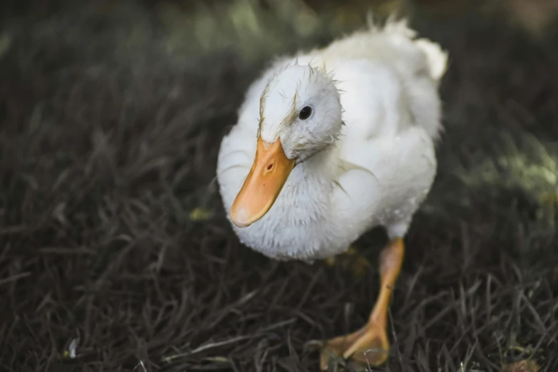 the small bird with orange beak is standing in grass