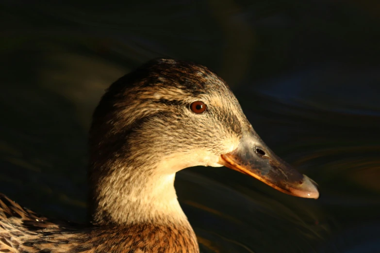 a duck with orange and brown feathers is in water
