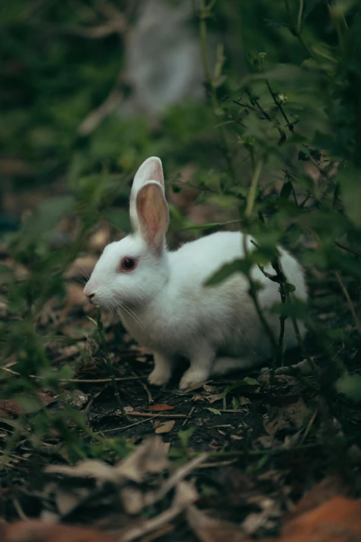 a white rabbit standing in the woods next to green plants