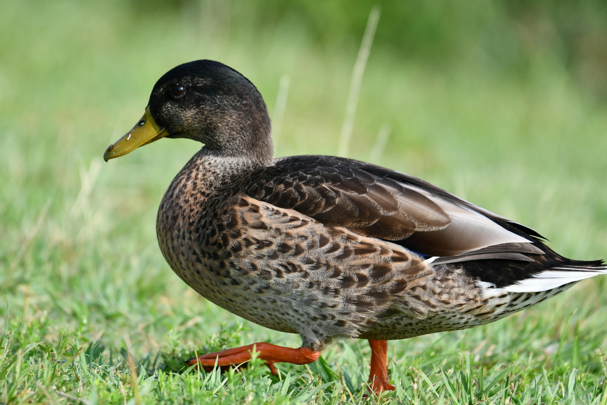 a duck walking around in some green grass