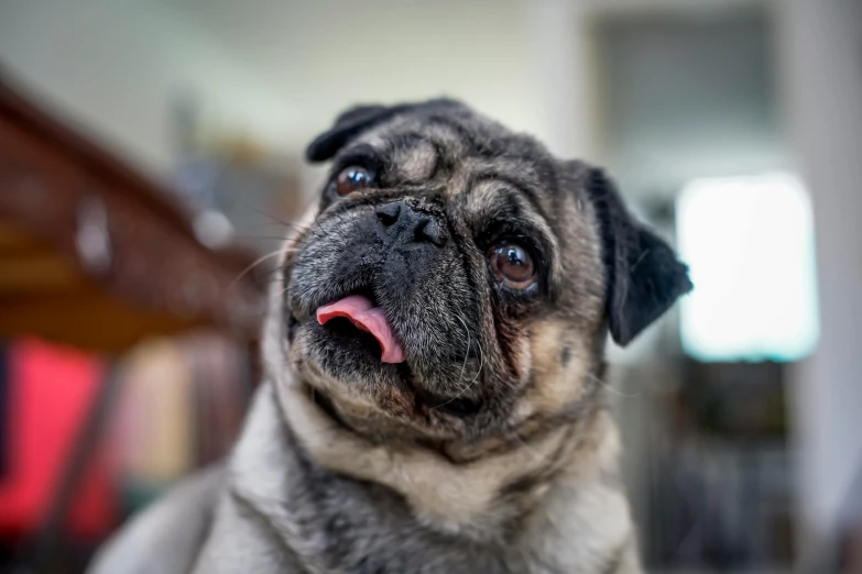 a close up s of a dog looking straight ahead